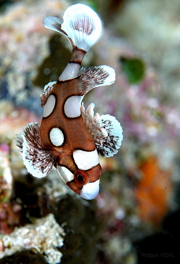 Banda Sea 2018 - DSC05434_rc - Manyspotted sweetlips juvl - Diagramme arlequin - Plectorhinchus chaetodonoides.jpg